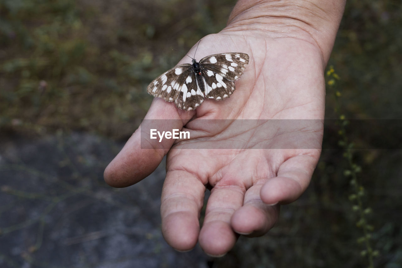 CLOSE-UP OF HAND HOLDING BUTTERFLY