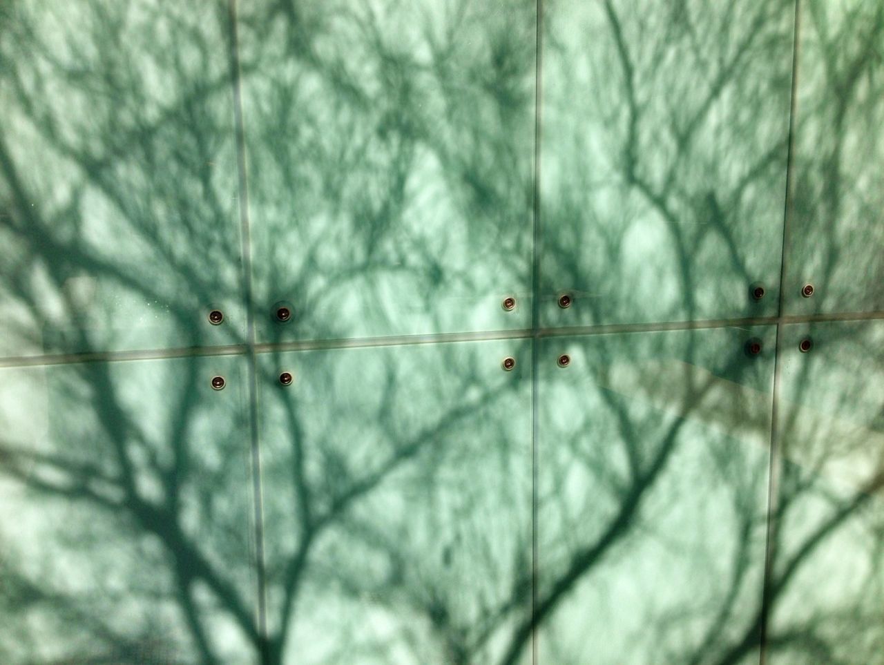 Shadows of bare trees on wall