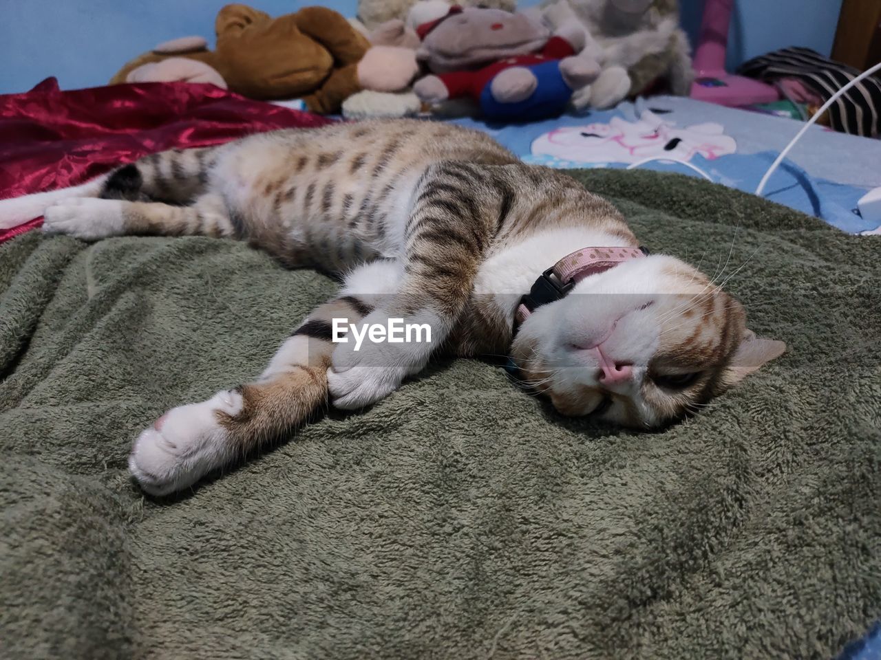 CAT SLEEPING IN BED