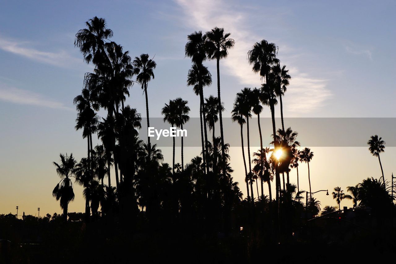 Silhouette palm trees against sky during sunset