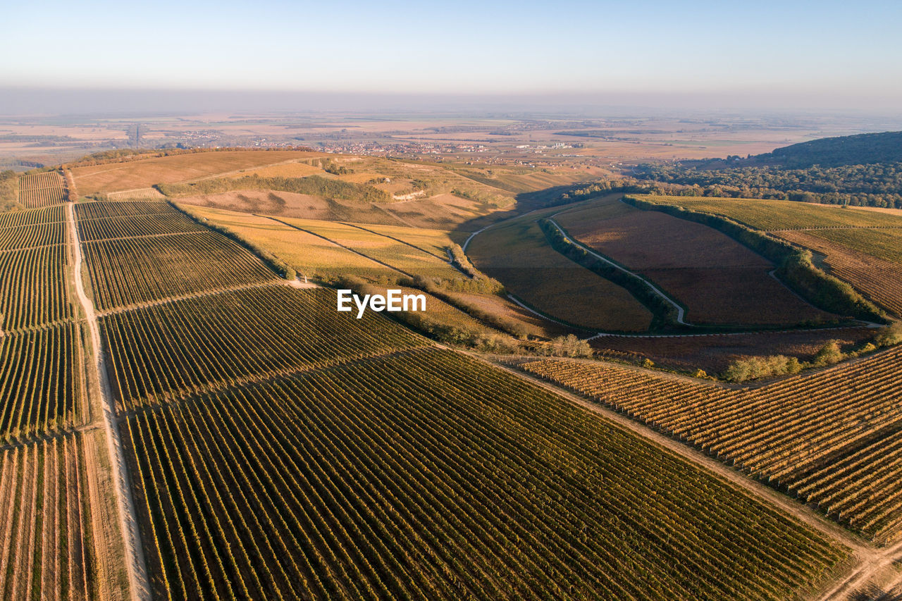 High angle view of grape plantation  at autumn in hungary