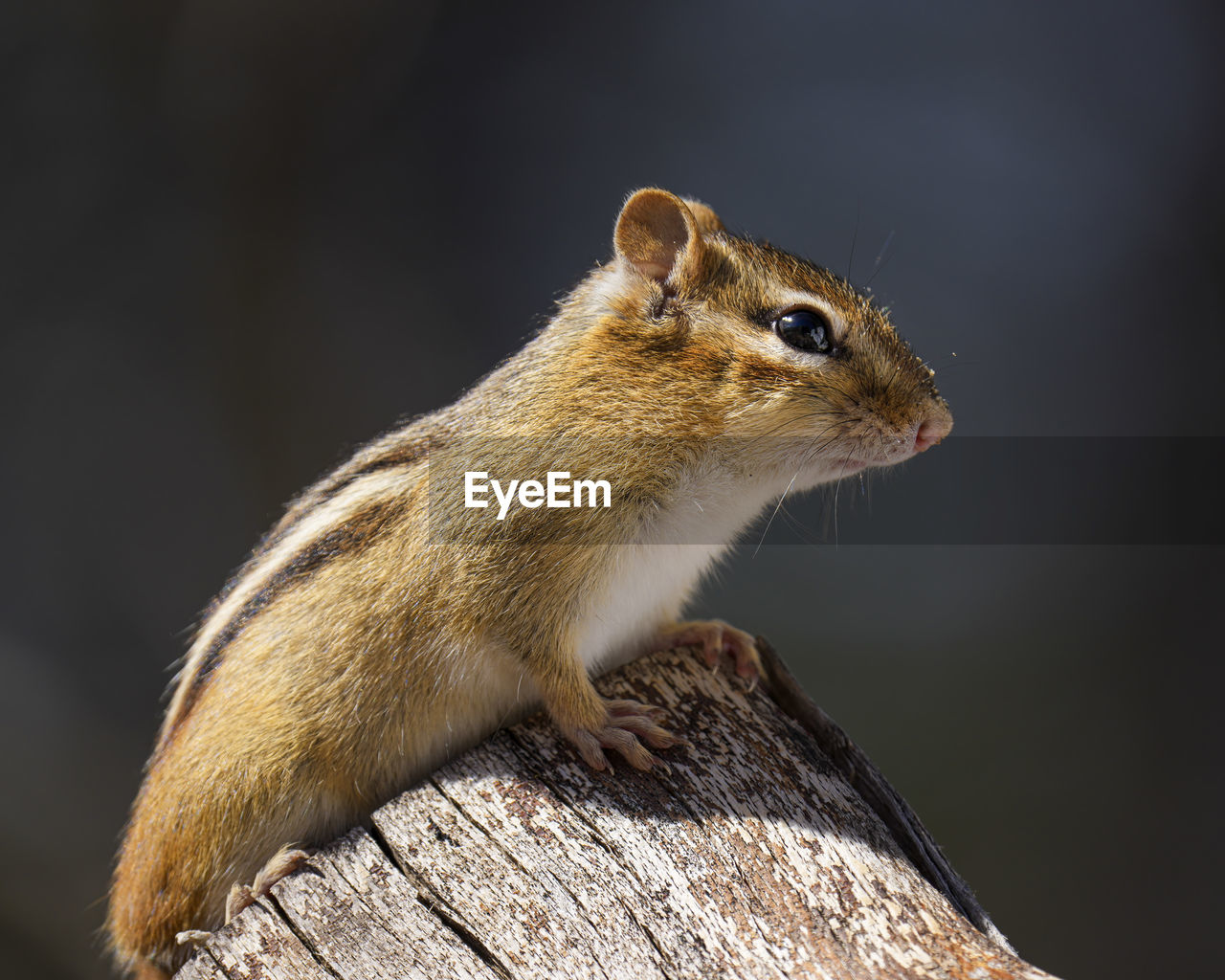 CLOSE-UP OF SQUIRREL ON WOODEN TREE