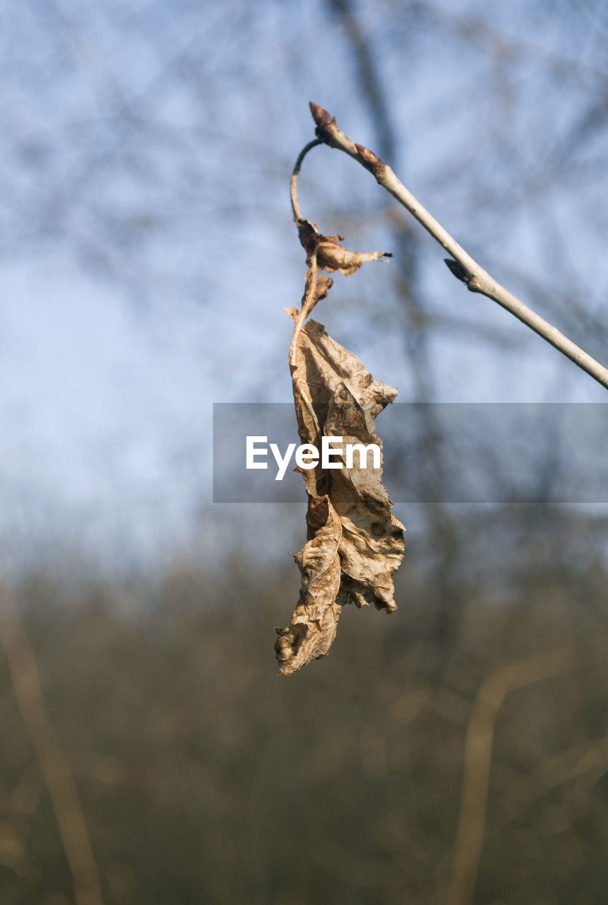 CLOSE-UP OF DRIED PLANT AGAINST TREE