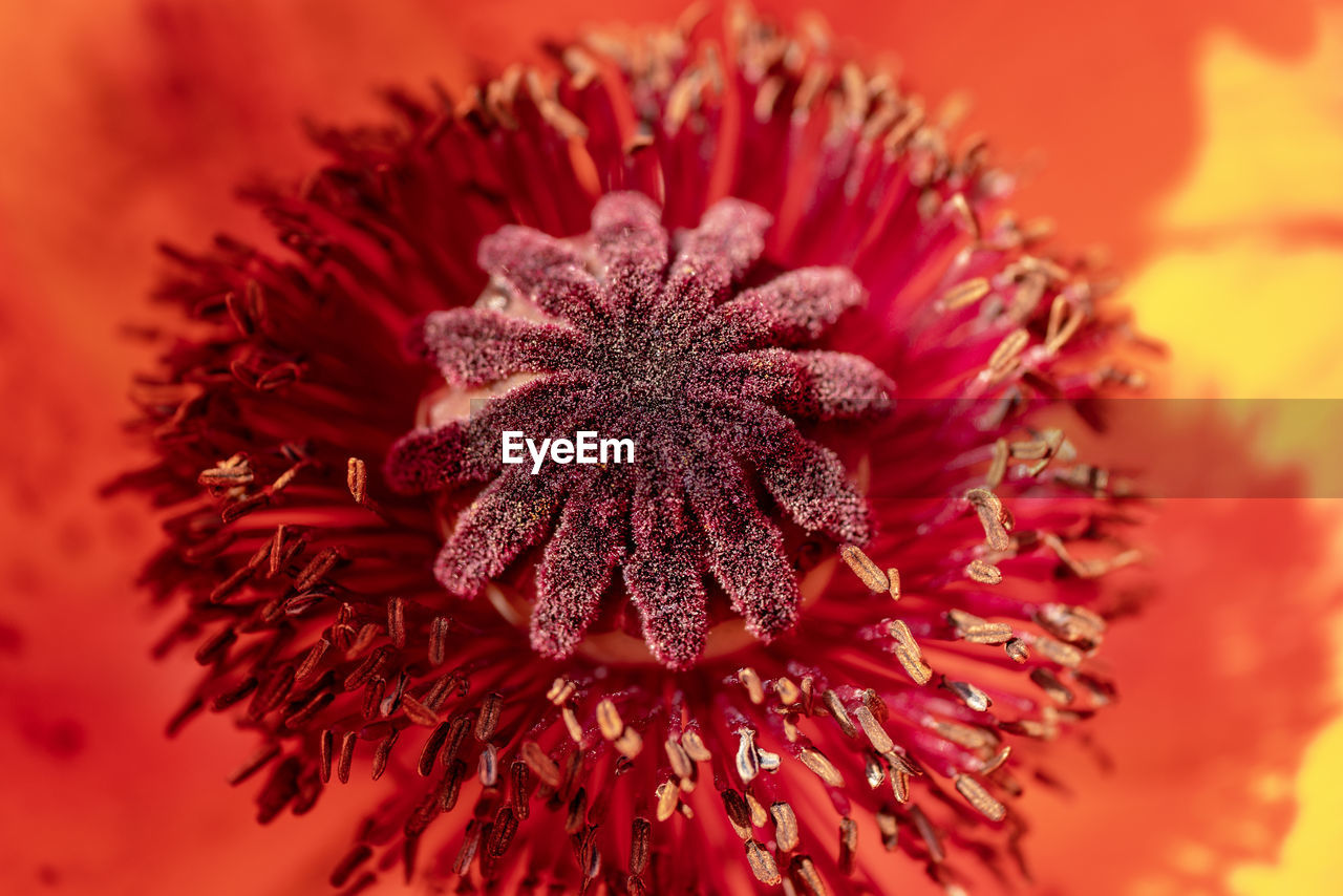 Close-up of red flower