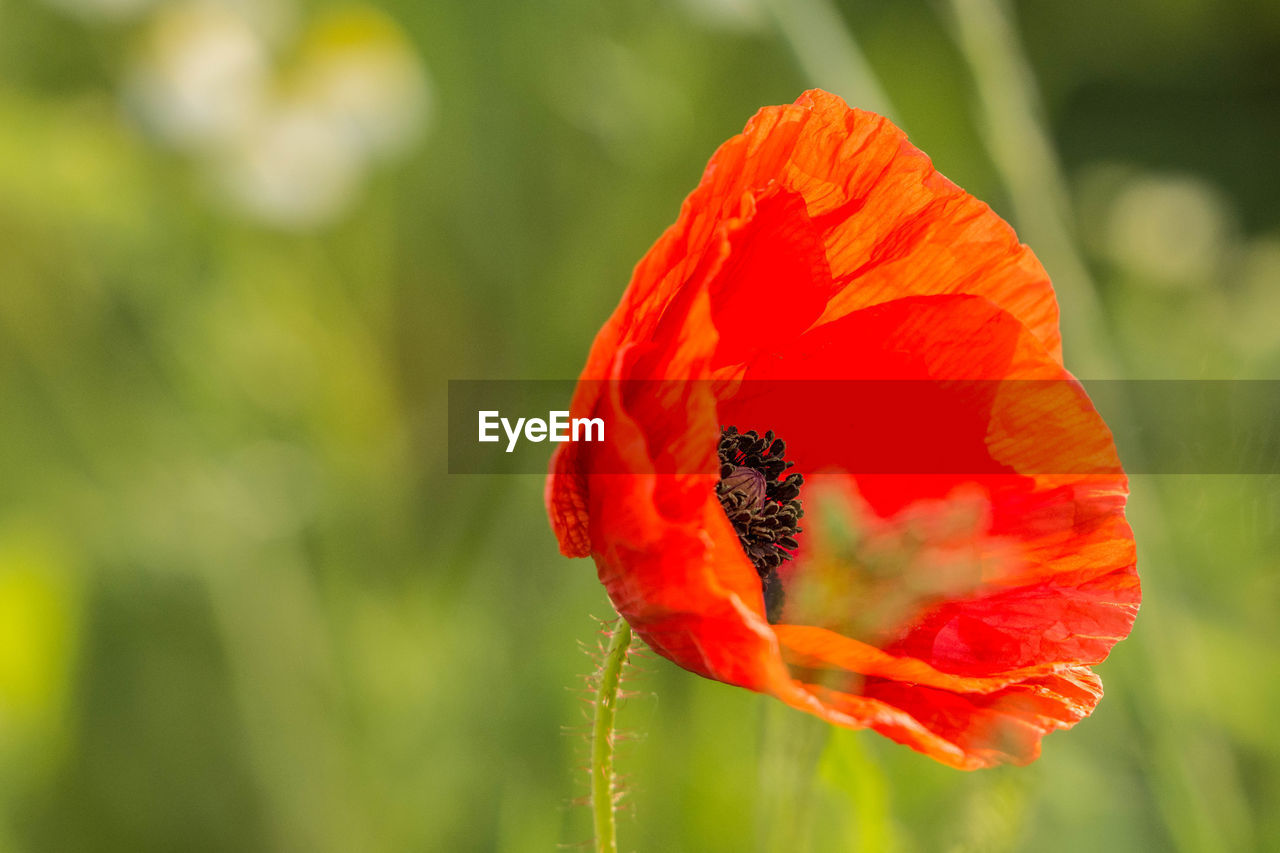 CLOSE-UP OF HONEY BEE ON POPPY