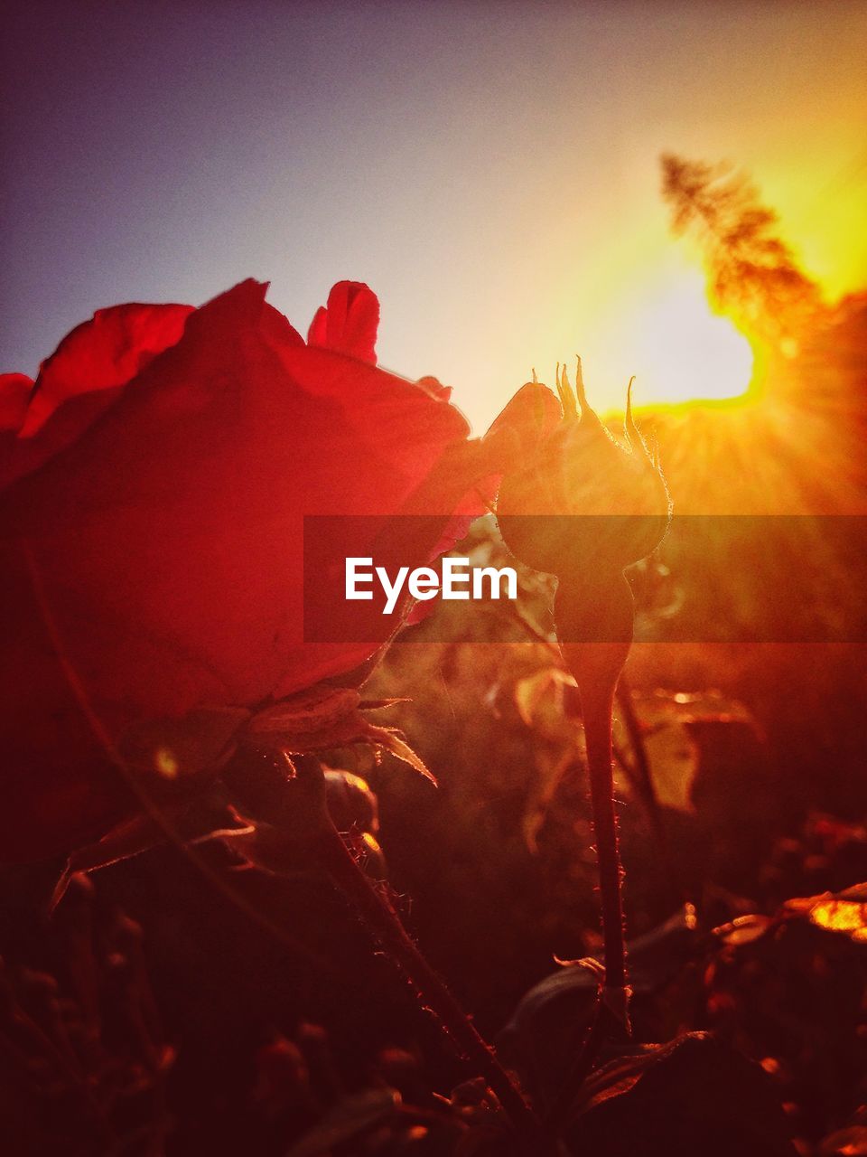CLOSE-UP OF RED FLOWER AT SUNSET