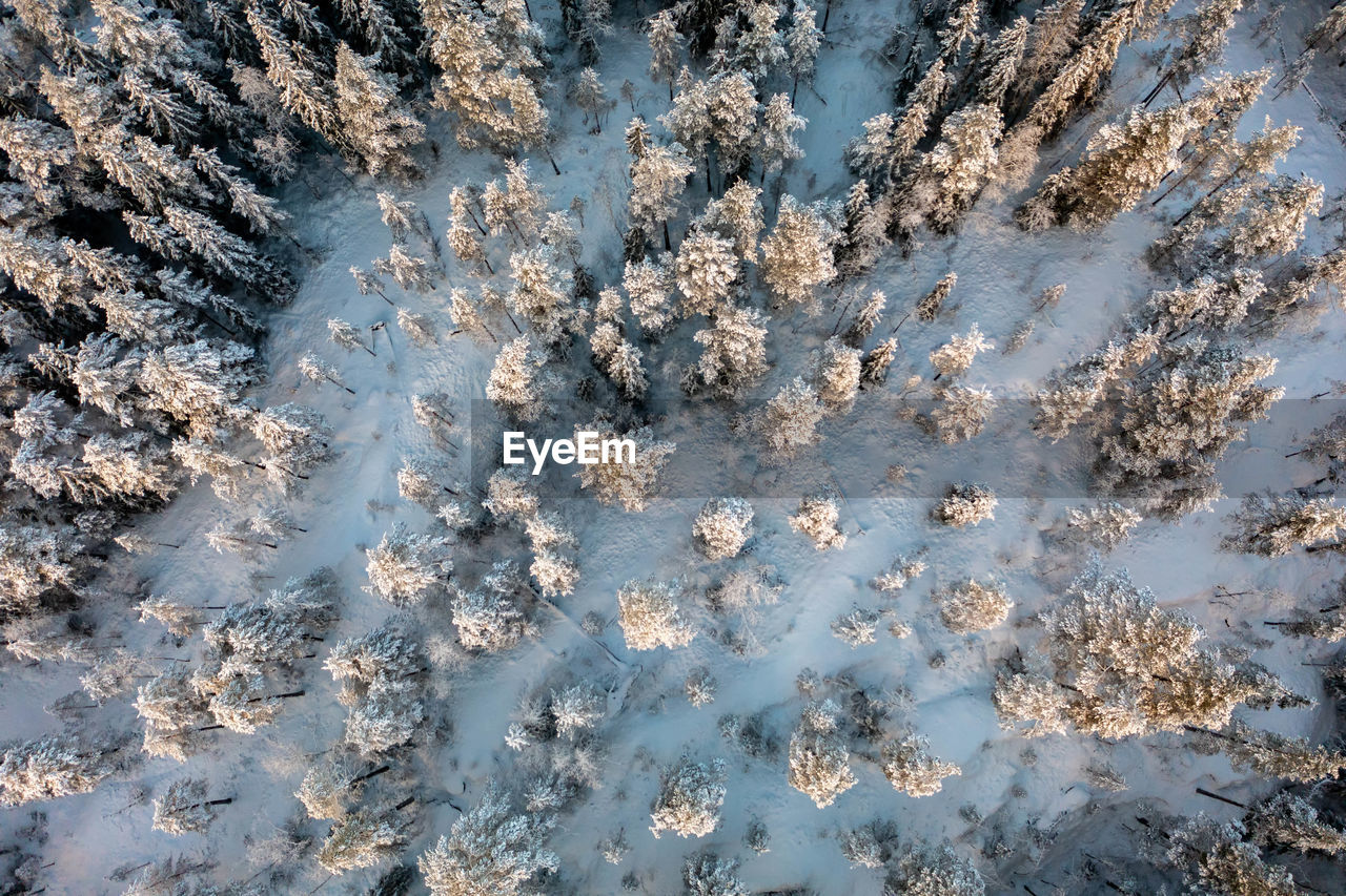 Frozen trees and forest during winter from drone perspective, luukki espoo, vihti, finland
