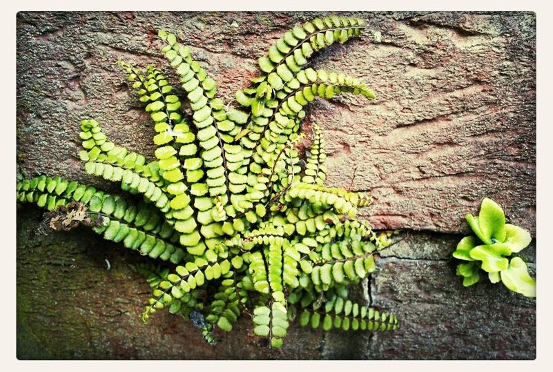 CLOSE-UP OF PLANTS GROWING ON TREE