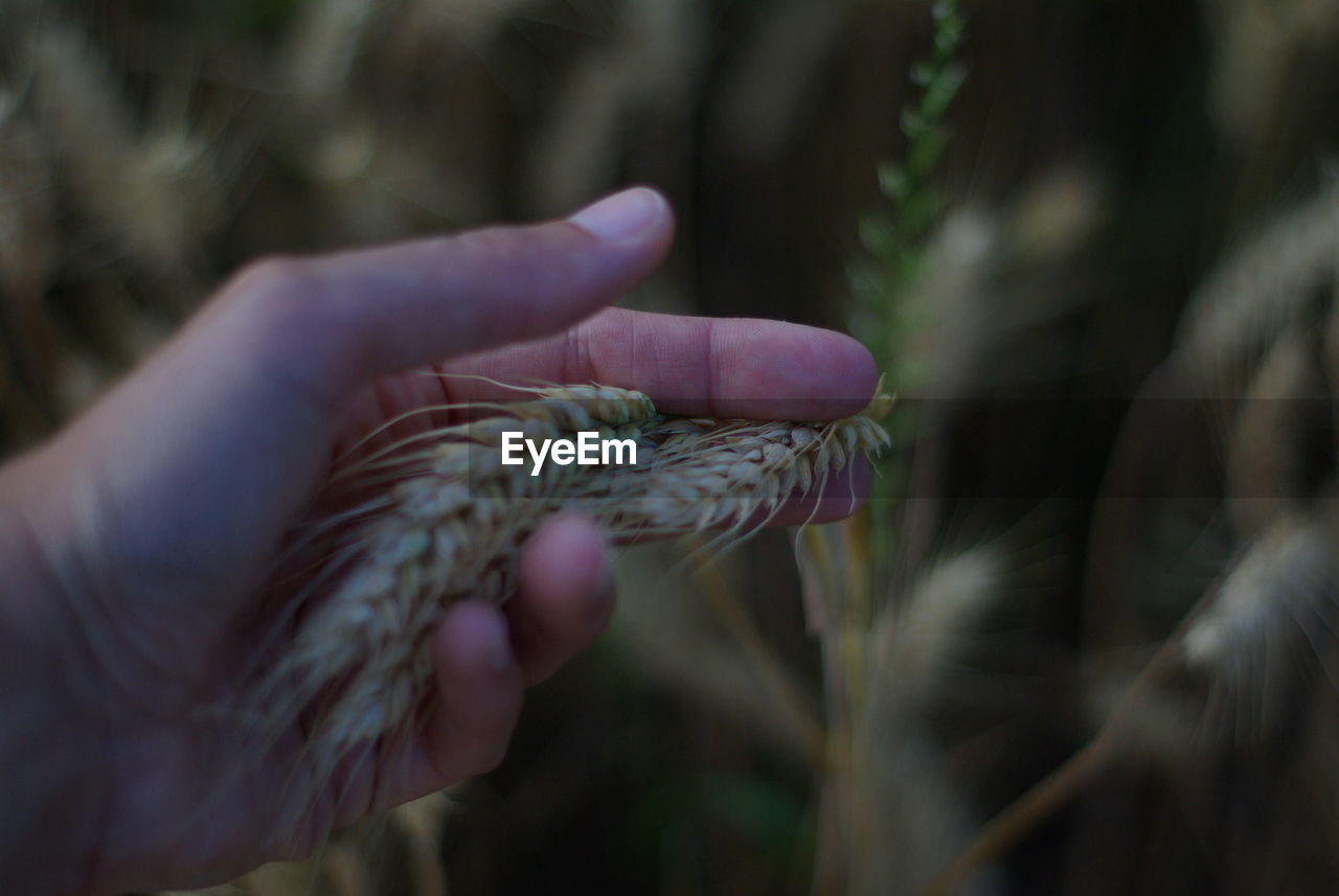 Cropped hand holding cereal plant