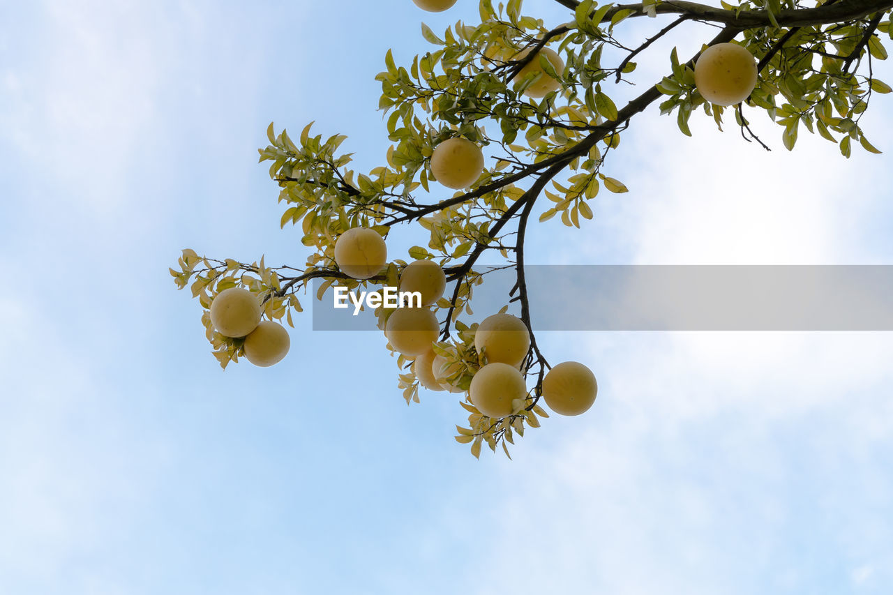 tree, plant, branch, sky, fruit, sunlight, nature, flower, leaf, food and drink, food, healthy eating, blossom, low angle view, plant part, growth, fruit tree, yellow, no people, cloud, produce, freshness, citrus fruit, outdoors, blue, beauty in nature, day, lemon, agriculture, green, hanging, spring, lemon tree, autumn