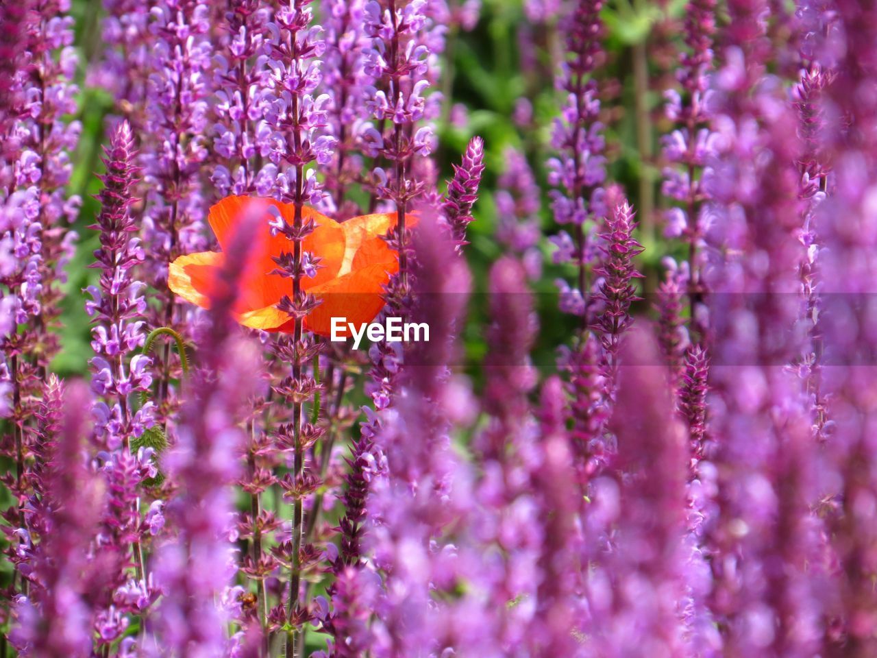 CLOSE-UP OF INSECT ON PURPLE FLOWERS