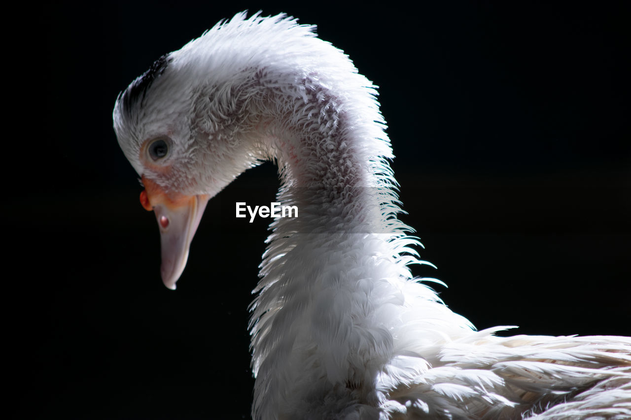 CLOSE-UP OF A WHITE SWAN