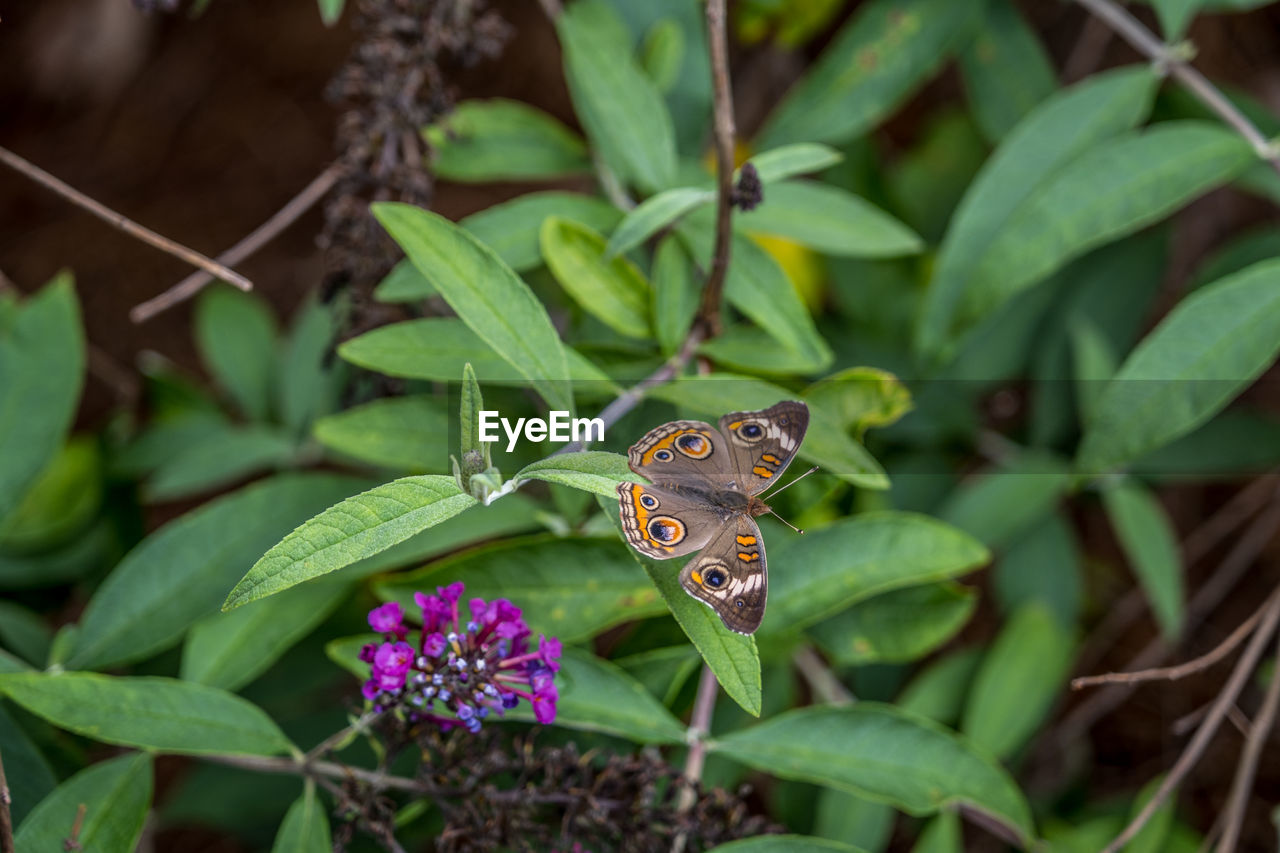 Colorful common buckeye butterfly sitting on the branch of a butterfly bush with opened wings 
