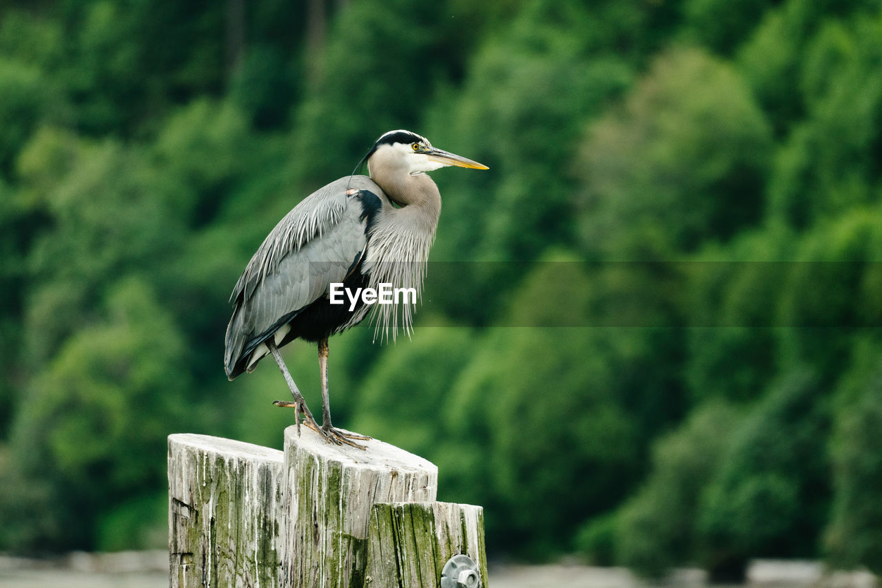 Side view of a great blue heron on a log piling in puget sound