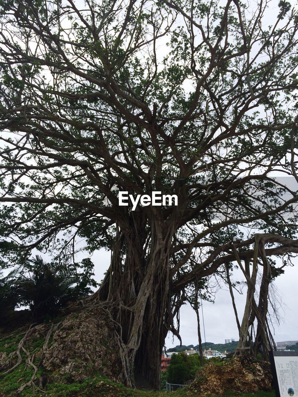 LOW ANGLE VIEW OF BARE TREES AGAINST SKY