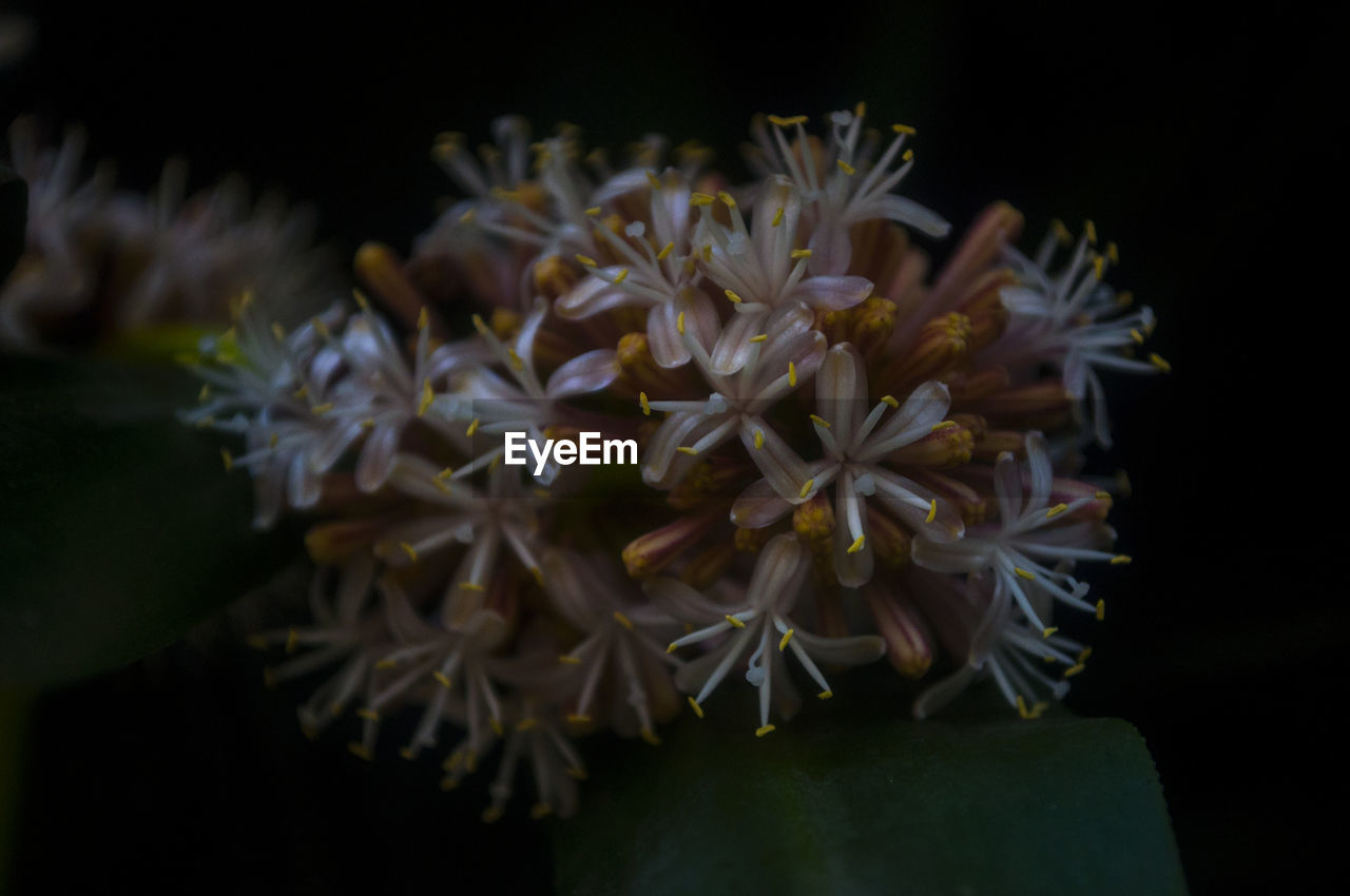 CLOSE-UP OF FLOWERS OVER BLACK BACKGROUND