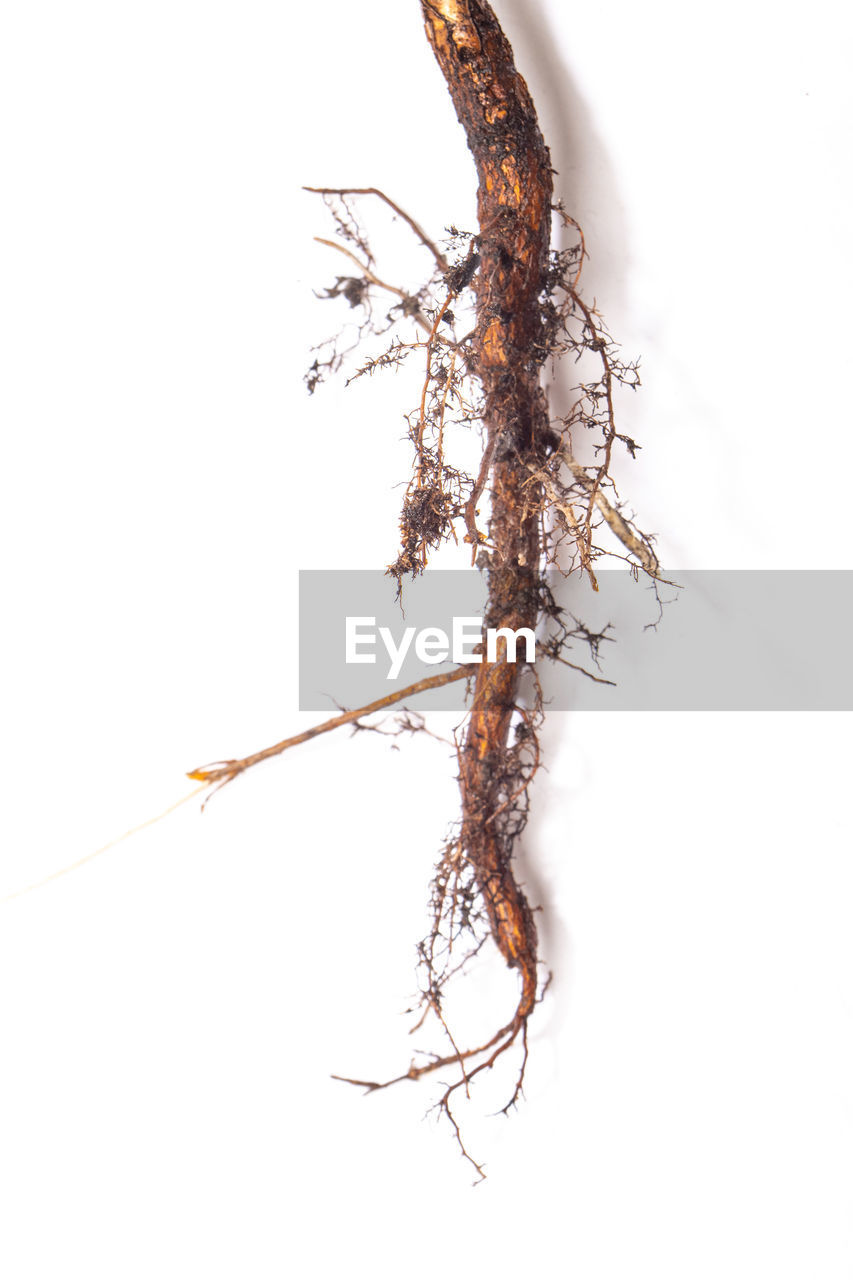 twig, branch, white background, cut out, studio shot, no people, plant, nature, animal, indoors, insect, tree, animal themes, food and drink, close-up, food