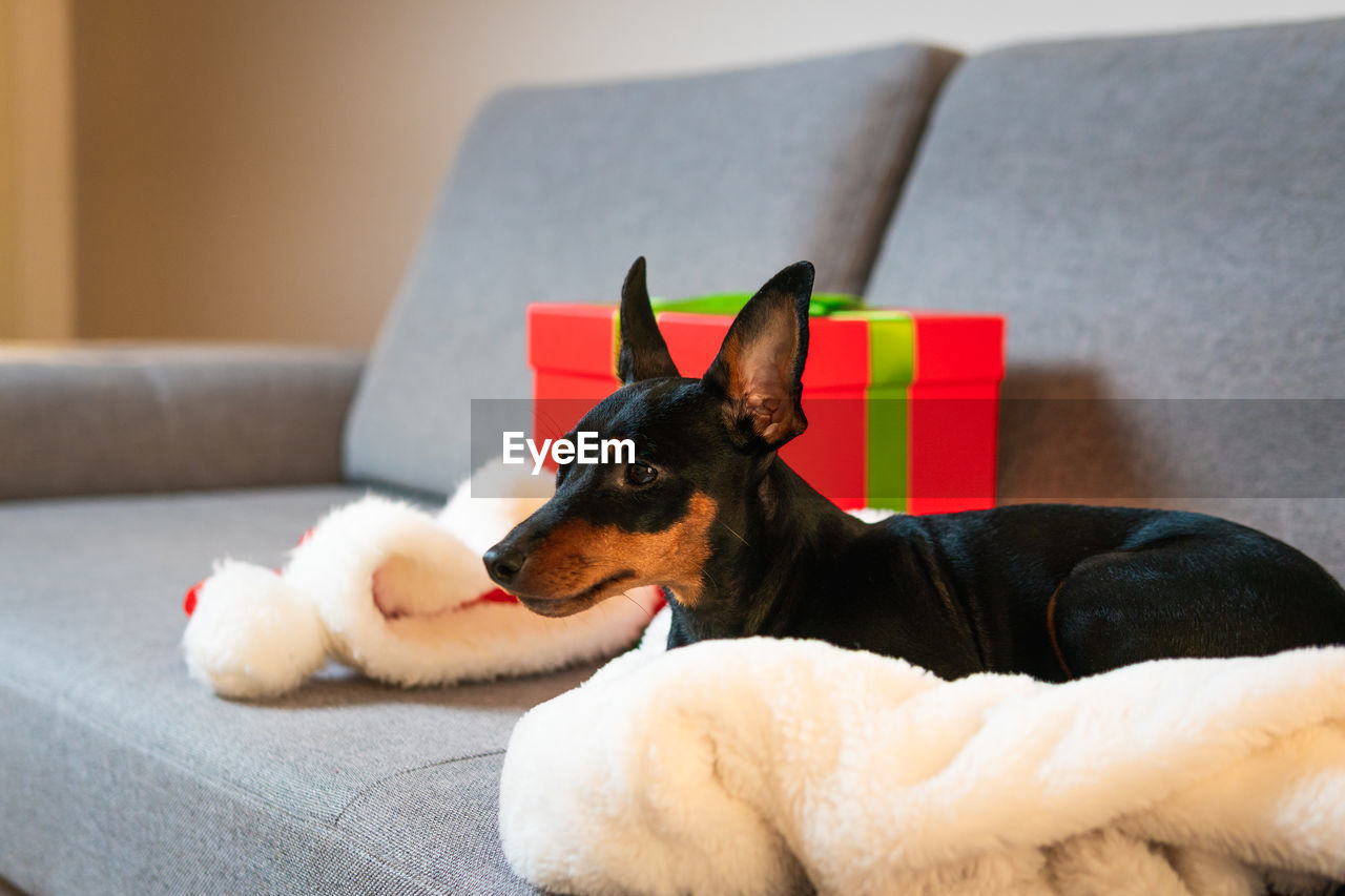 DOG LYING DOWN ON SOFA AT HOME