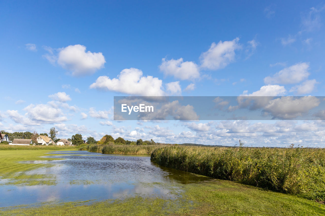 The flooded and green shore of the achterwasser in zempin on the island of usedom in the baltic sea 