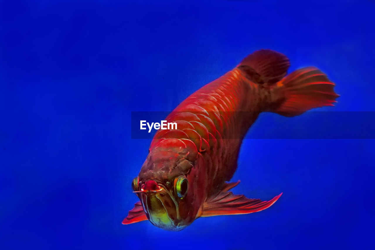 close-up of fish swimming in sea