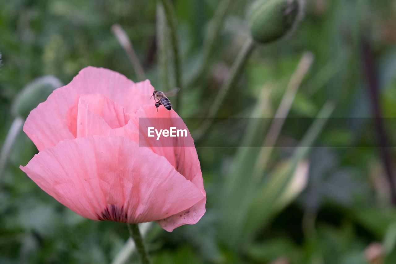 CLOSE-UP OF BUTTERFLY ON PINK FLOWER