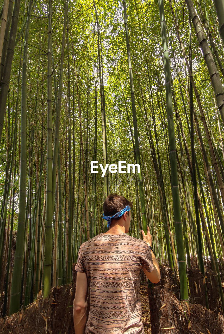 Rear view of man standing in bamboo forest