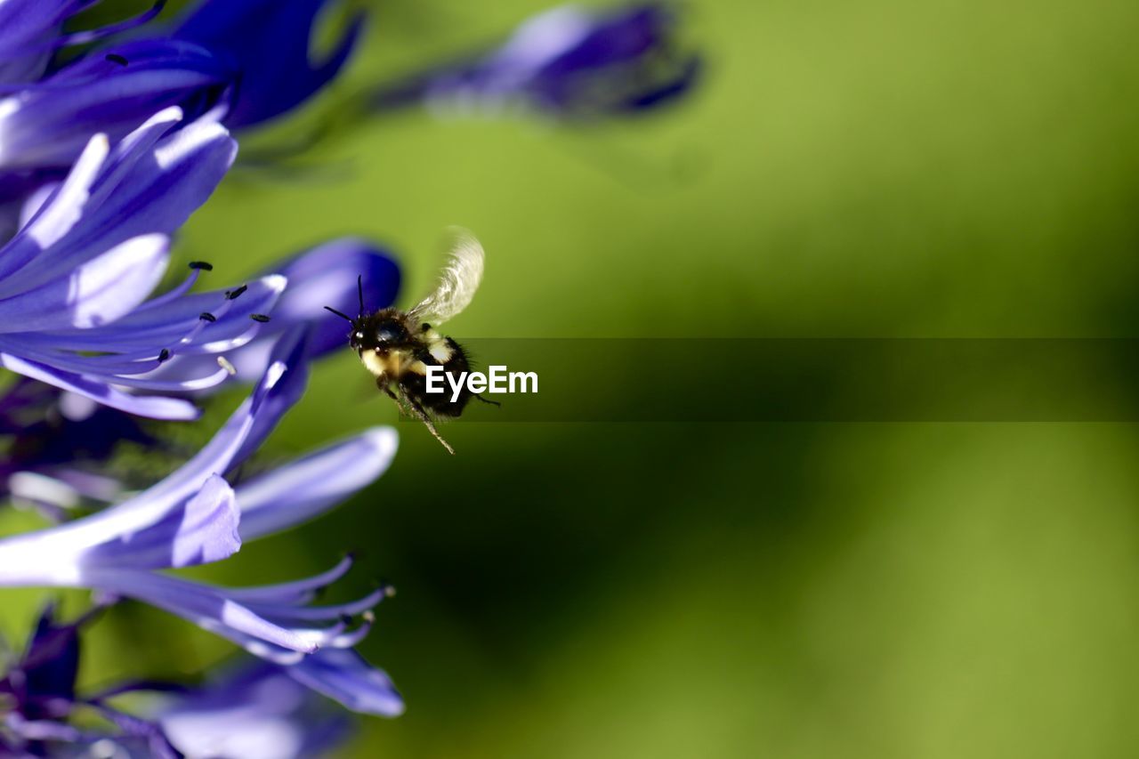 CLOSE-UP OF BEE POLLINATING FLOWER