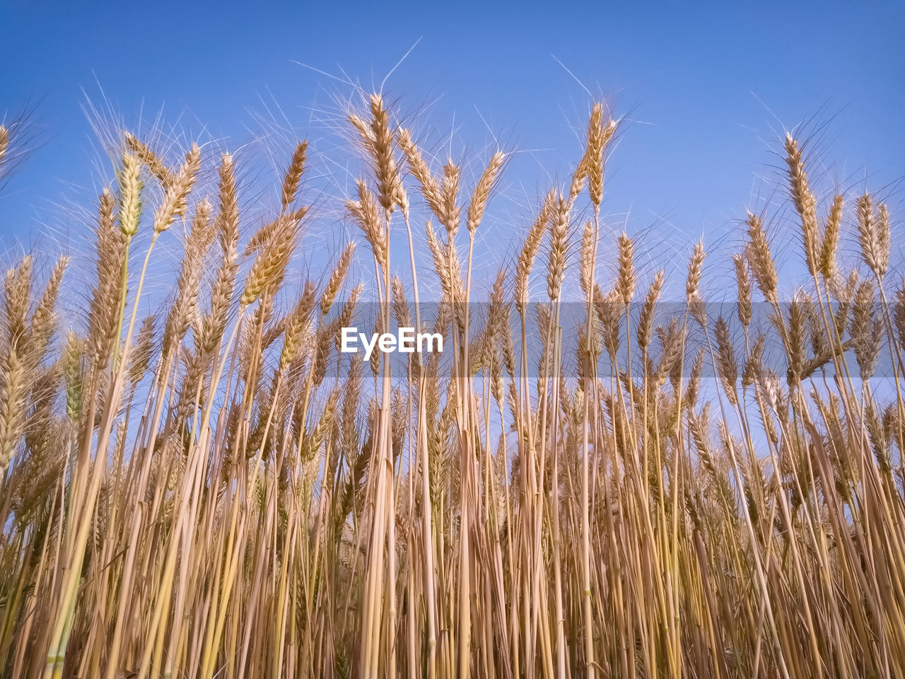 Low angle view of stalks in field against clear sky