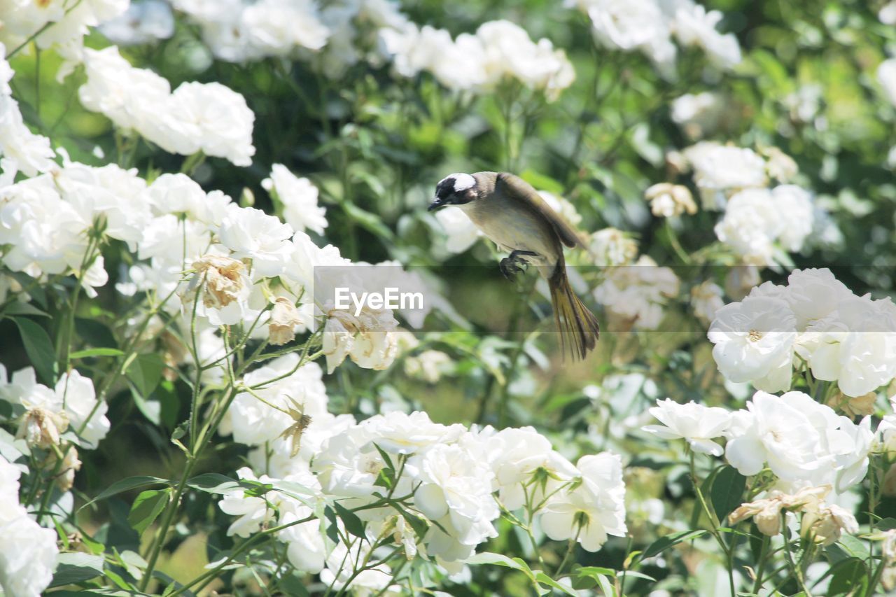 Bird flying near white flowers