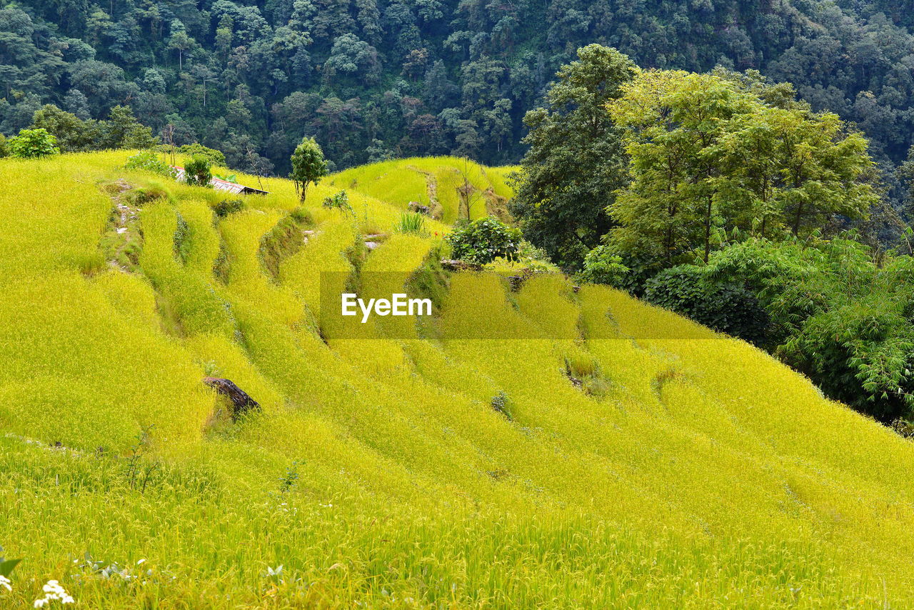 Terraced rice field in the himalayas, nepal