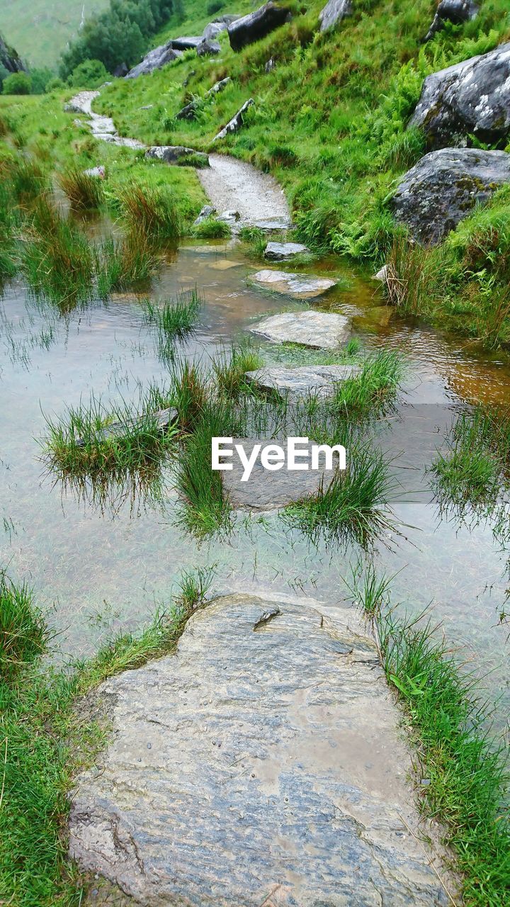 SCENIC VIEW OF GRASS BY TREES