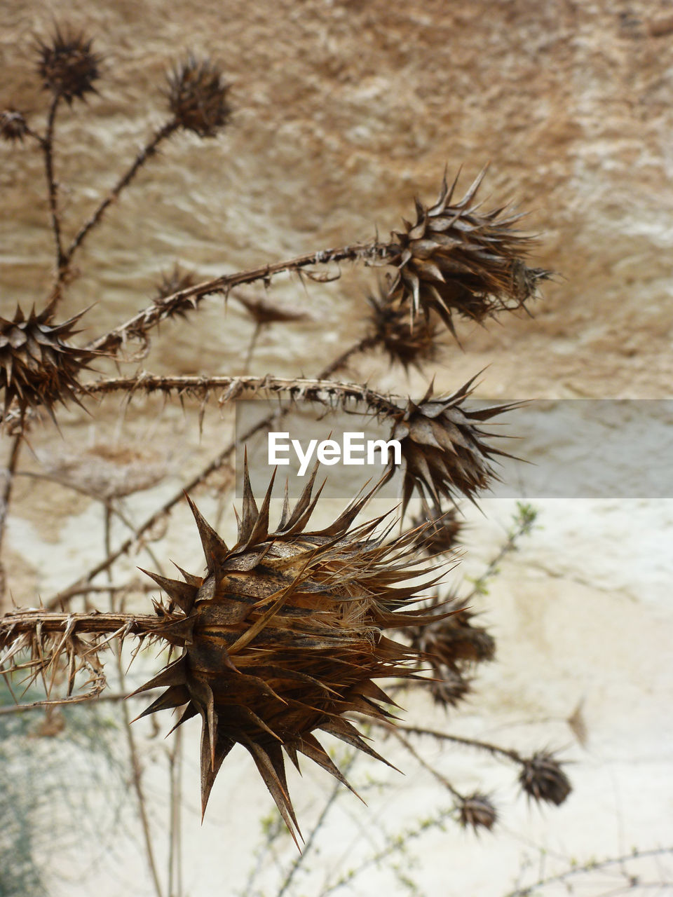 CLOSE-UP OF THISTLE ON BARE TREE