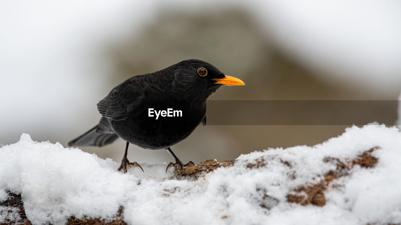 Close-up of bird perching on snow