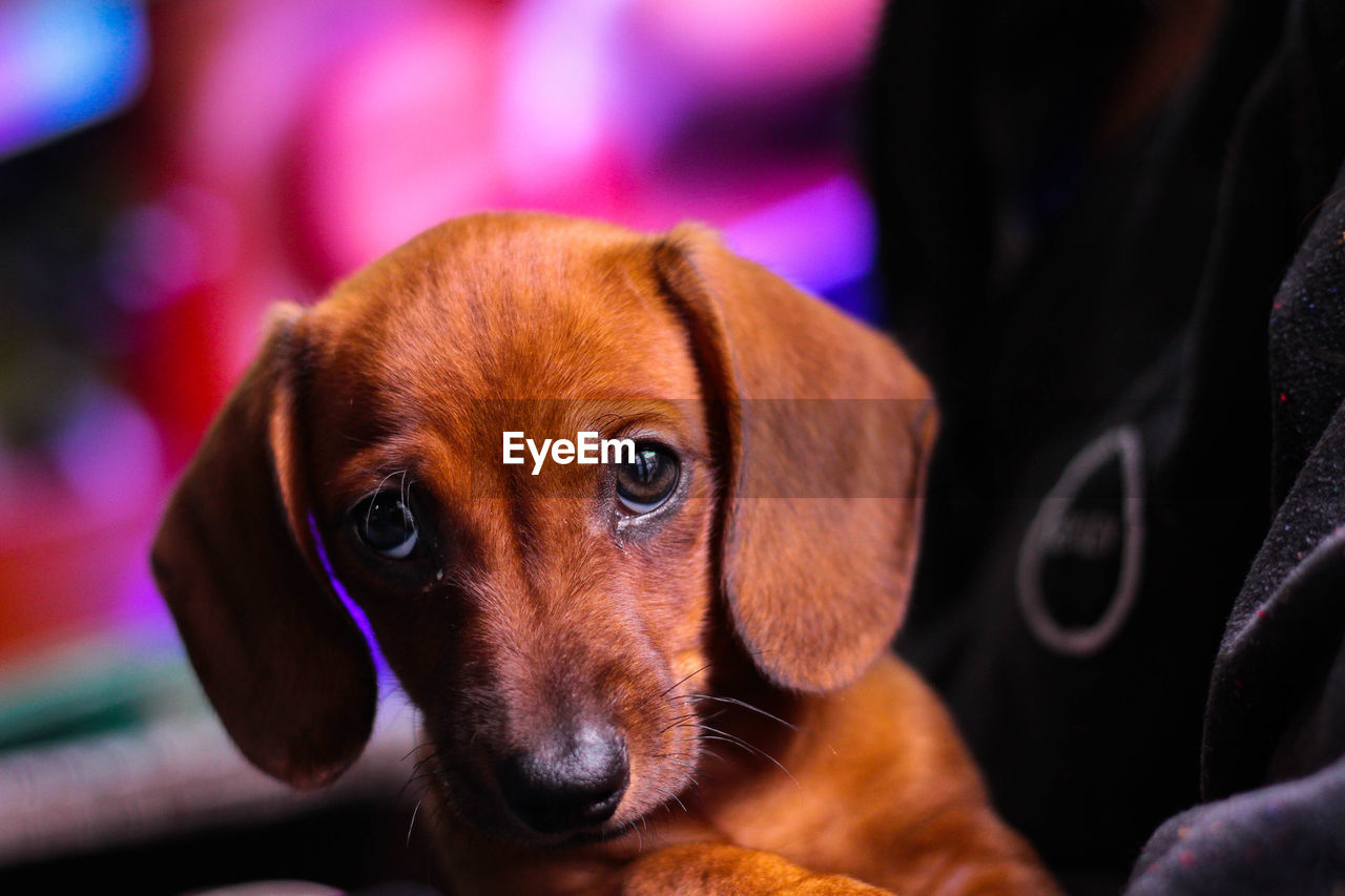 Close-up portrait of dog