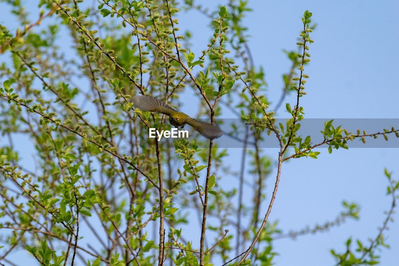 LOW ANGLE VIEW OF BIRD ON BRANCH