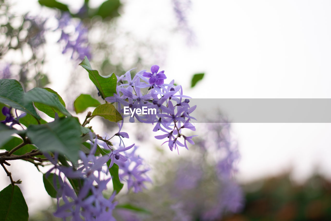 Purple wreath with green leaves in bokeh background of a garden with copy space for your text