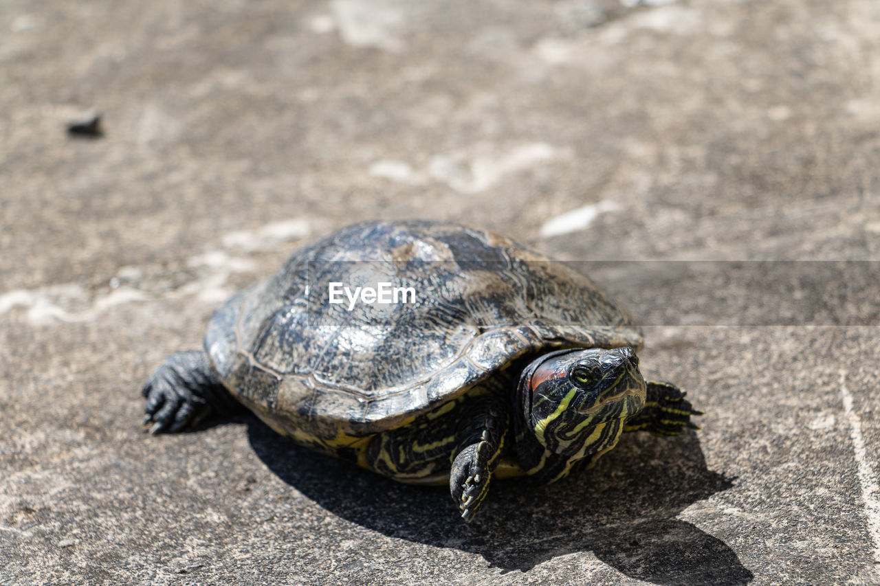 turtle, animal themes, animal, animal wildlife, reptile, one animal, tortoise, wildlife, shell, nature, animal shell, sea turtle, no people, tortoise shell, land, close-up, day, outdoors, sunlight, sand, boredom, loggerhead sea turtle, full length