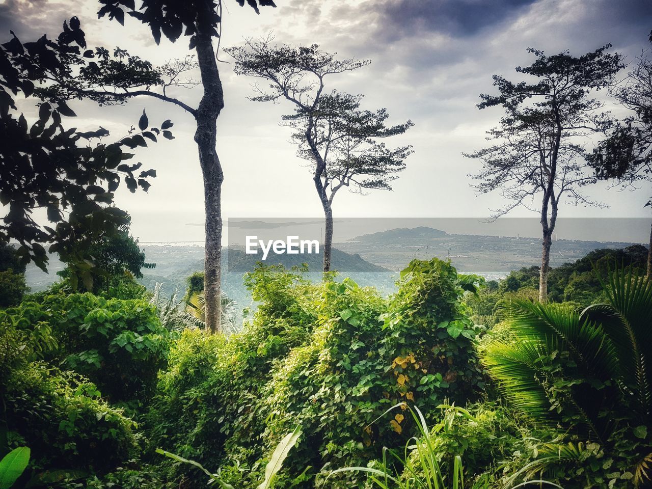 TREES GROWING IN FOREST