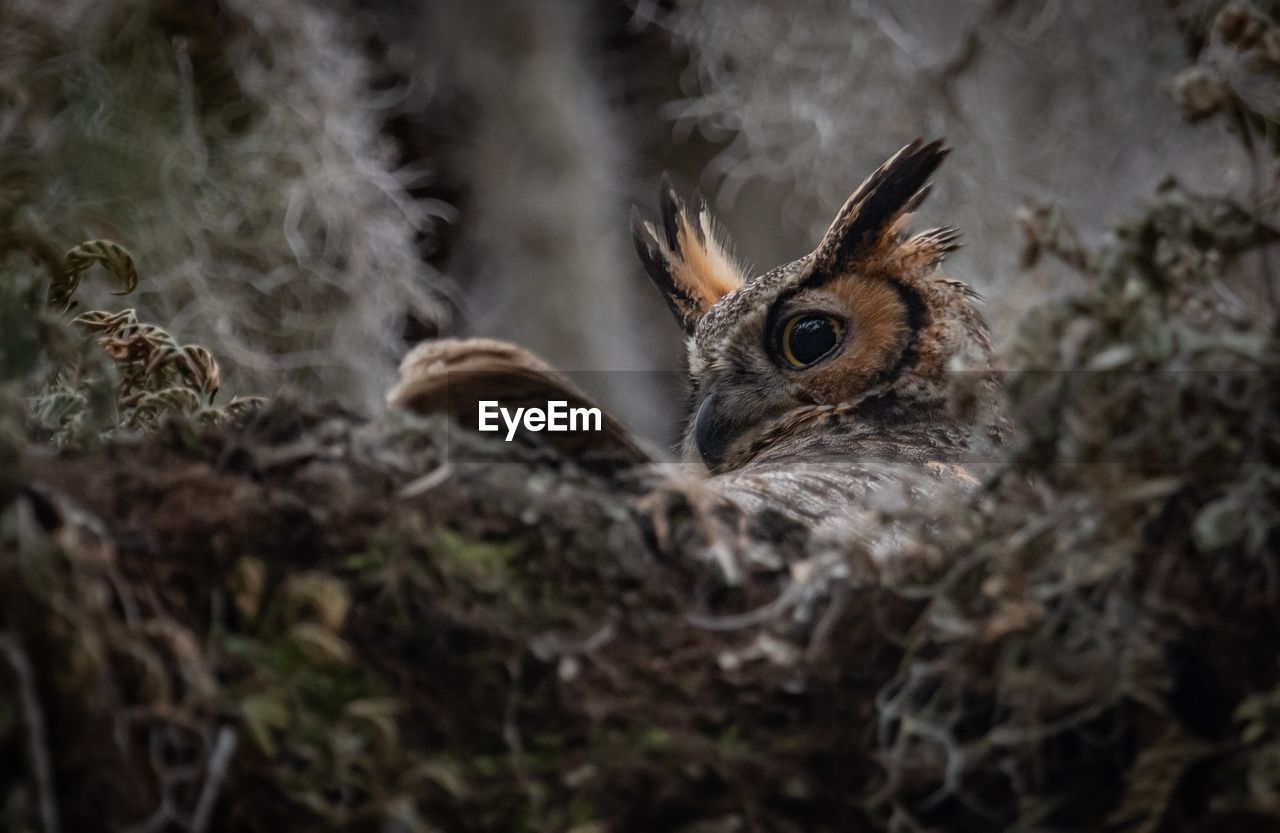 Close-up of owl on tree