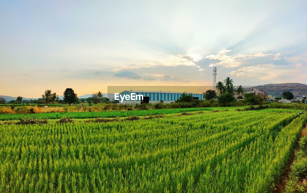 Scenic view of agricultural field against sky