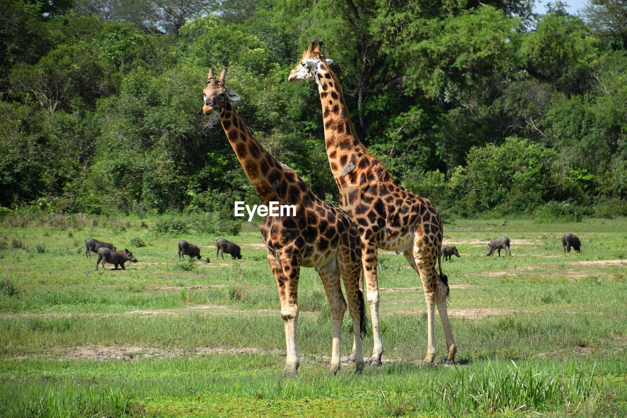 giraffe standing on field