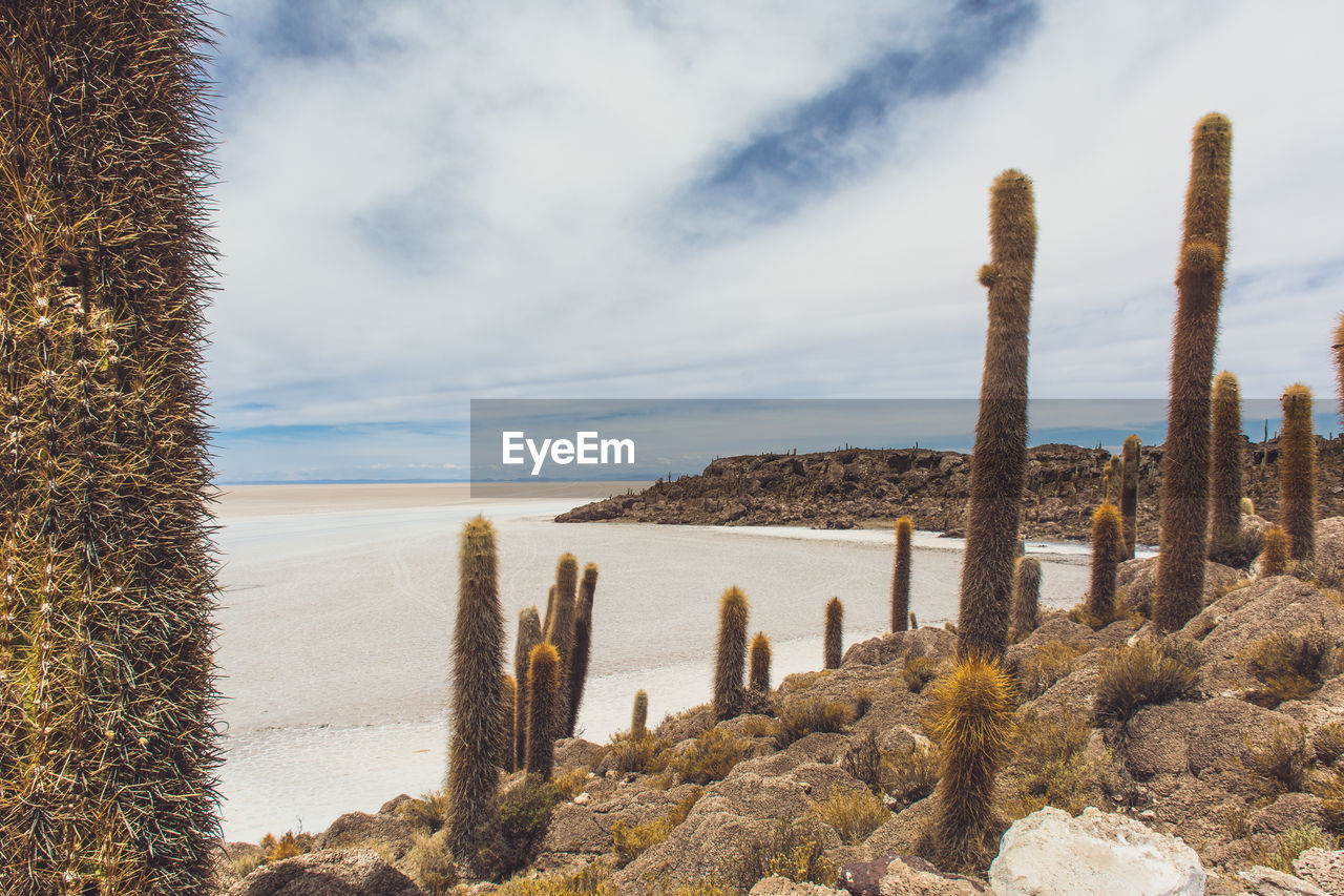 Cactus growing by sea against sky