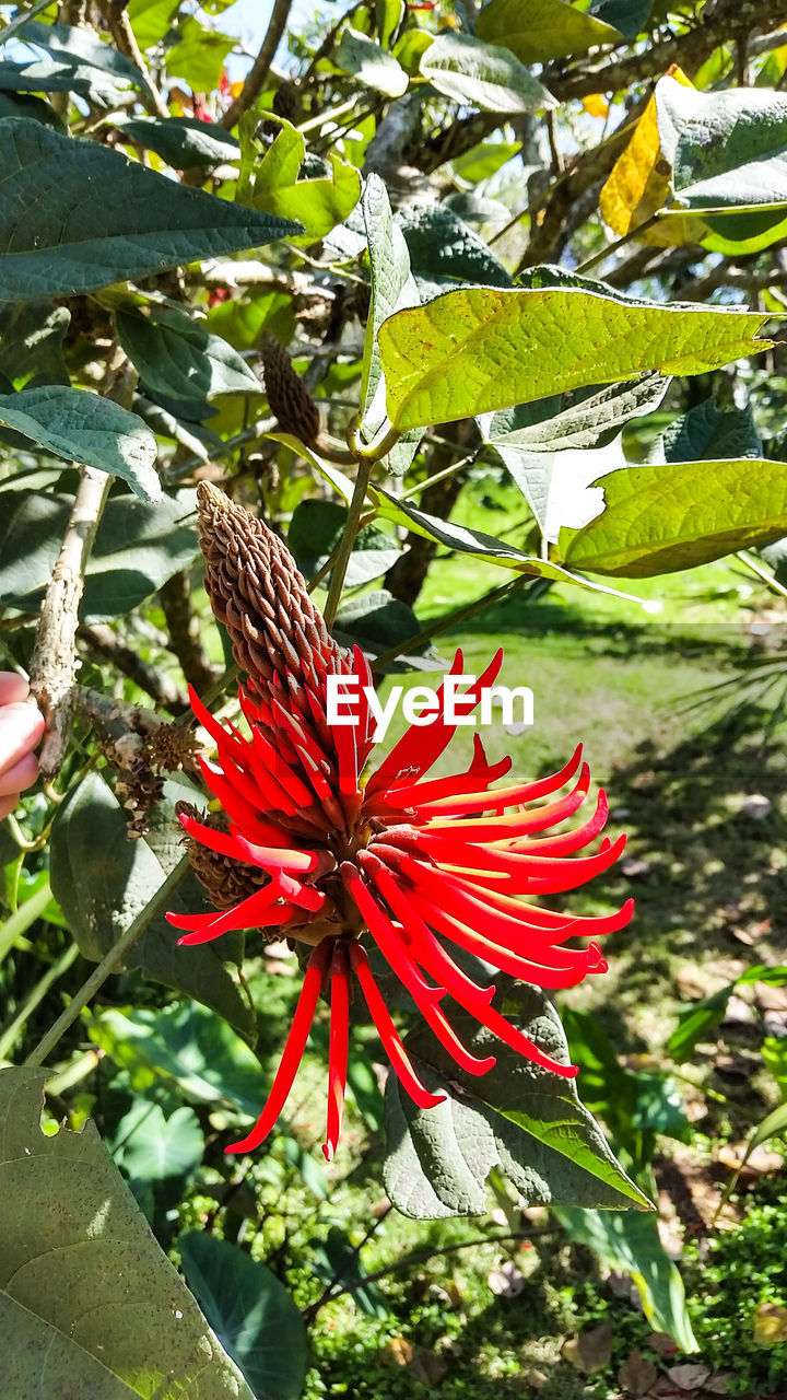 CLOSE-UP OF RED FLOWER AGAINST BLURRED BACKGROUND