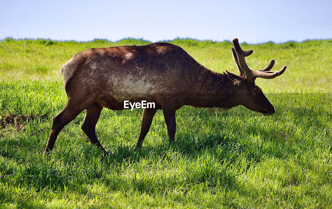 animal, animal themes, animal wildlife, mammal, wildlife, one animal, grassland, grass, plant, nature, elk, pasture, no people, deer, side view, grazing, field, meadow, day, domestic animals, land, outdoors, sky, green, prairie, landscape, full length, reindeer, antler, moose, environment, beauty in nature, cattle