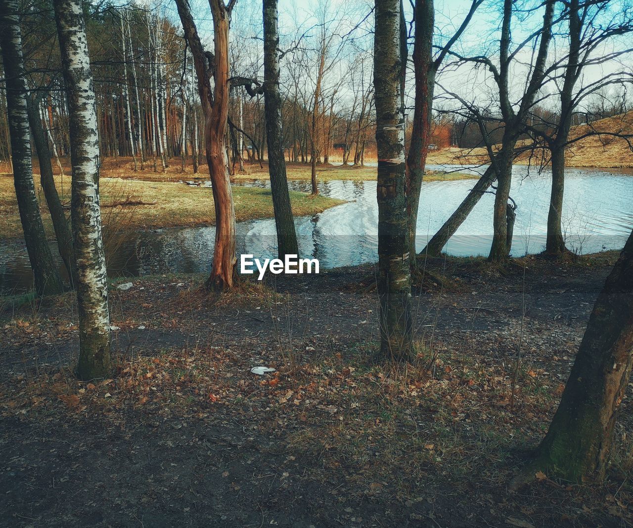 TREES GROWING IN FOREST