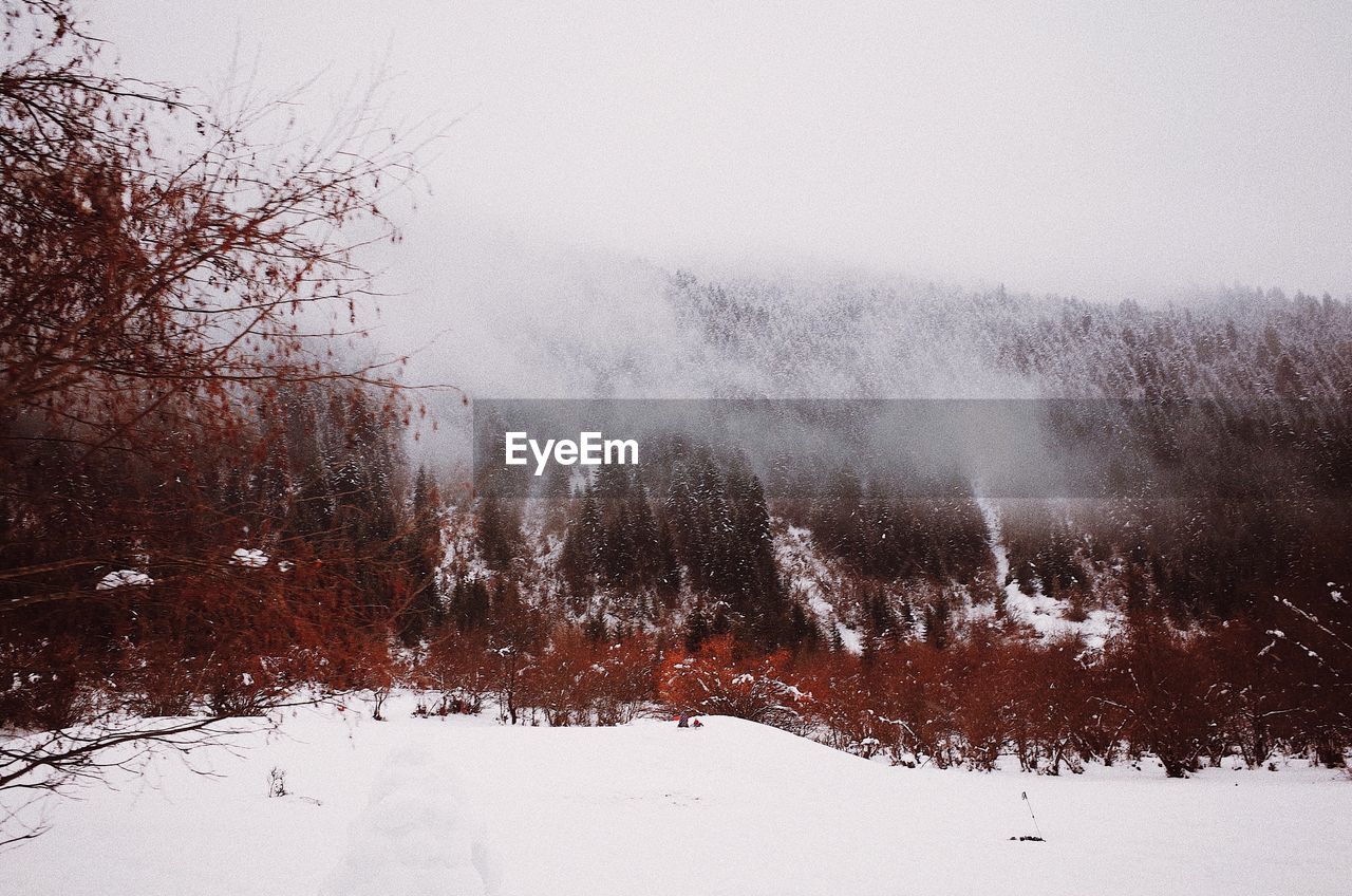 Bare trees on landscape against clear sky during winter