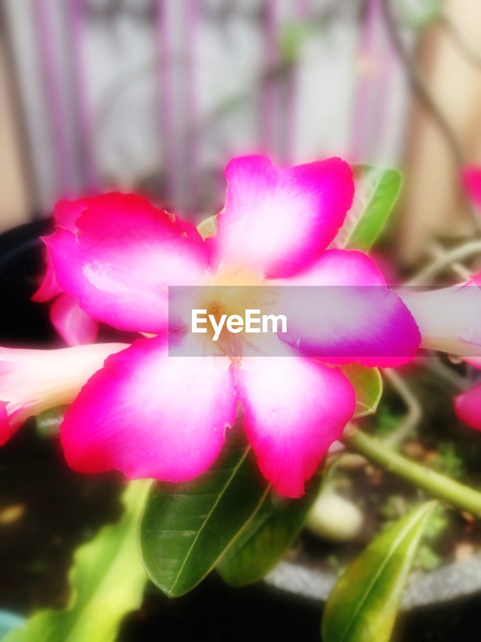 CLOSE-UP OF PINK FLOWERS