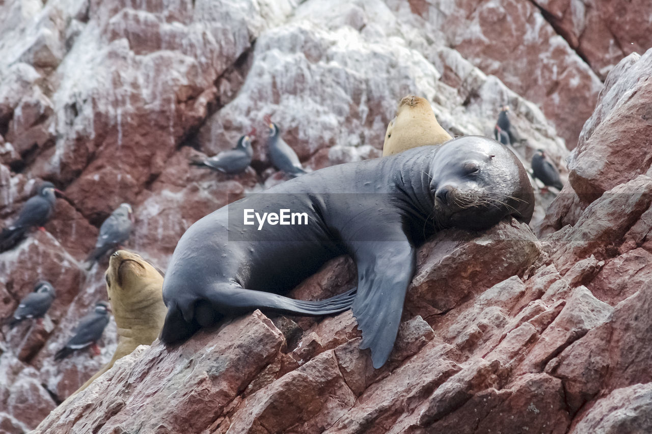 VIEW OF SHEEP SLEEPING ON ROCKS