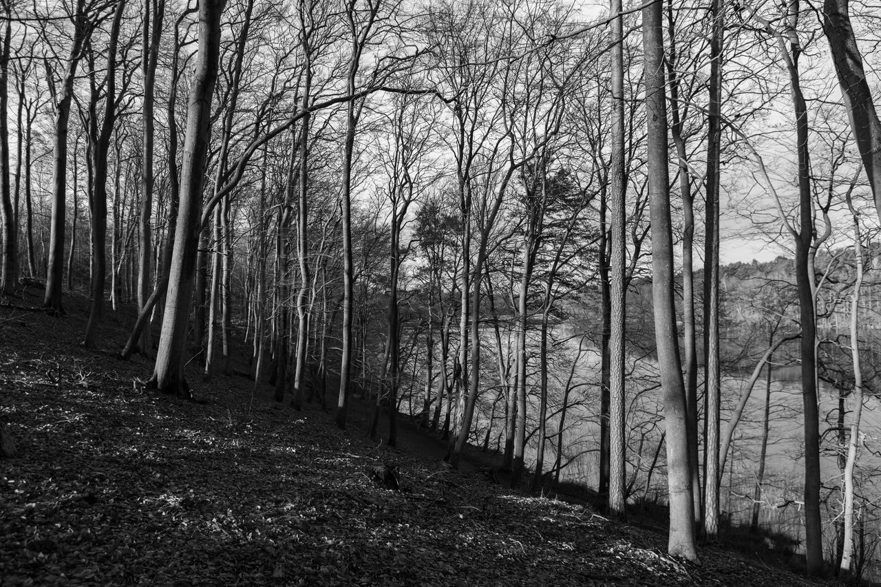 tree, plant, land, forest, tranquility, nature, tree trunk, trunk, black and white, tranquil scene, beauty in nature, woodland, bare tree, no people, growth, day, non-urban scene, scenics - nature, natural environment, monochrome photography, monochrome, landscape, environment, outdoors, branch, winter, field, leaf, sunlight, idyllic, the way forward, remote, footpath, sky