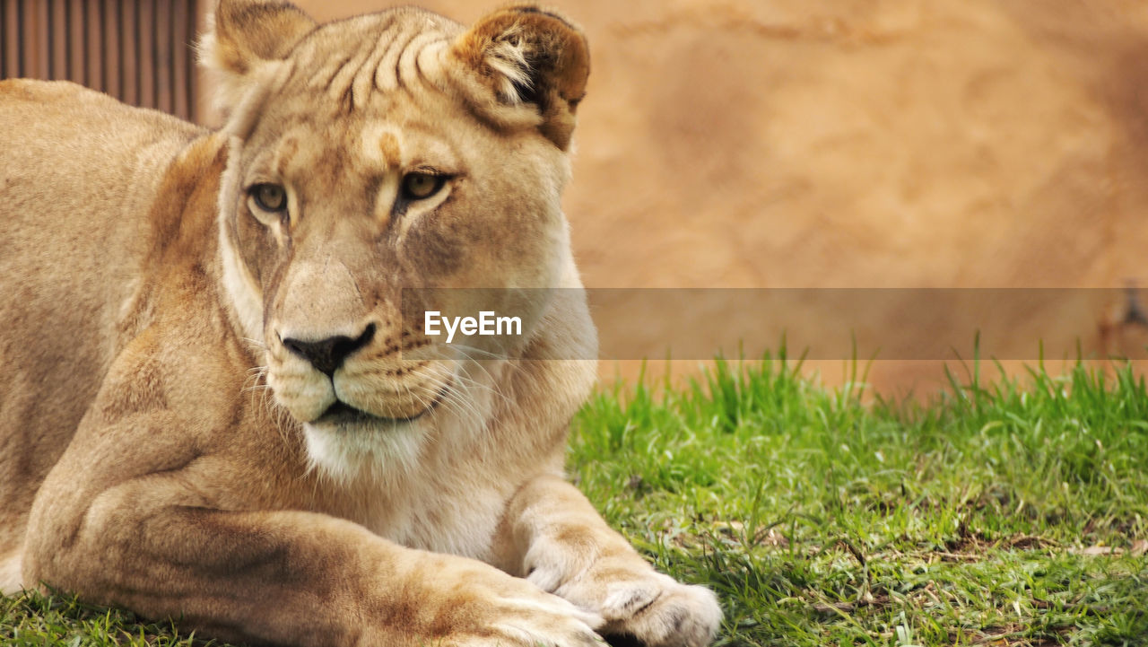 CLOSE-UP OF LION RELAXING IN GRASS